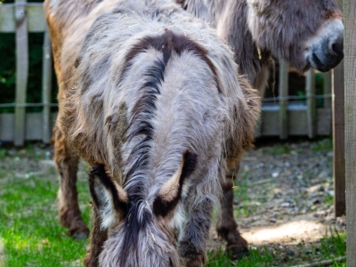 Donkey - De Zonnegloed - Animal park - Animal refuge centre 